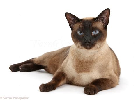 seal point siamese cats      ffpkg