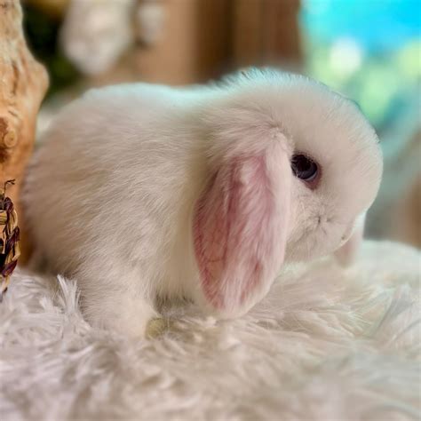 hillside funeral washington nc 3