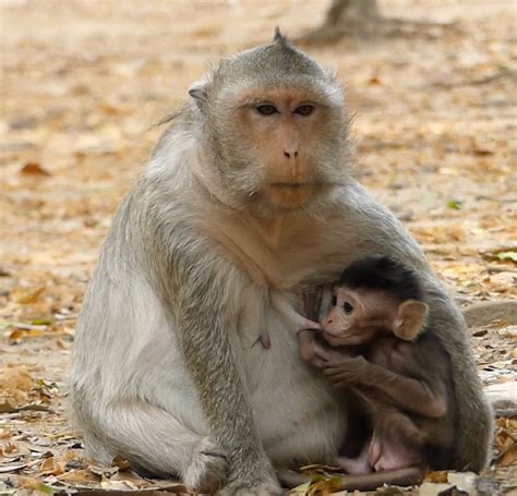 Hi Monkeys