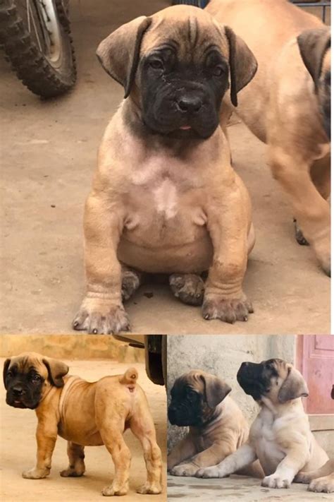 Pedigree South African Mastiff Puppies - Pets - Nigeria