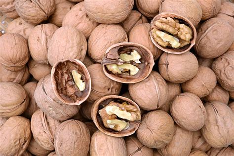 circassian walnut stock  pictures royalty  images