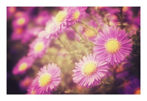 autumn asters flowers flowers photo  stock photo public domain