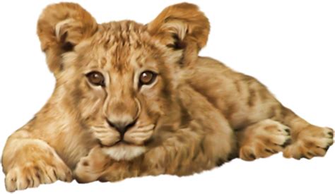 lionceau