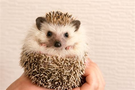 Hedgehog Names: 160 Happy Names For Hedgehogs | My Pet's Name