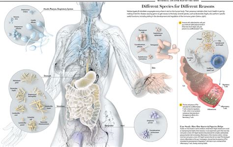 body  microbes human digestive system science illustration gut