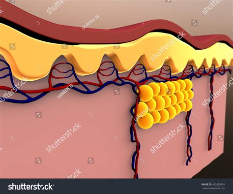 Fat Cells Subcutaneous Fat Illustration Human Stock Illustration ...