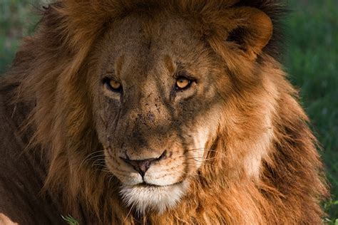 lion gleam