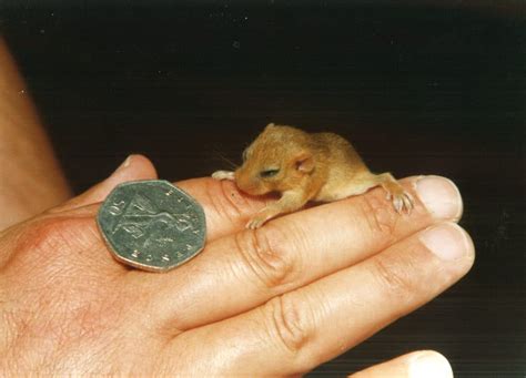 Hazel Dormice Conservation: Rescuing Britain's Rarest Rodent • Paignton Zoo