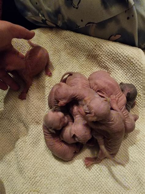 Sphynx Hairless Kittens And Cats For Adoption Near Me | I have kittens