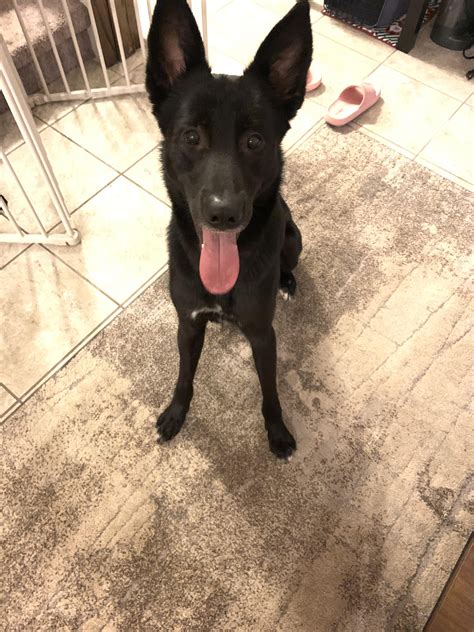 Found black German Shepherd mix at Walnut Creek park (near N Lamar ...