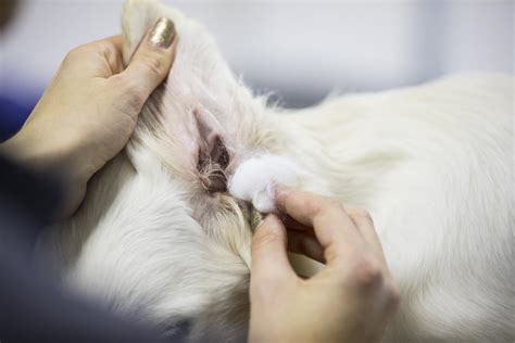 how to clean ear mites from dogs