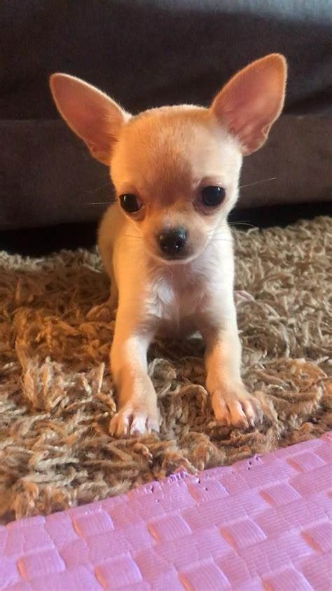 Smallest puppies dog chihuahua – Artofit