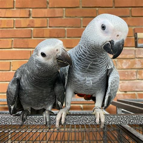 home forestry parrot breeder