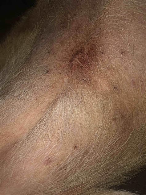 My Dog Has Black Spots on Belly: Allergies or Infection? | Petco