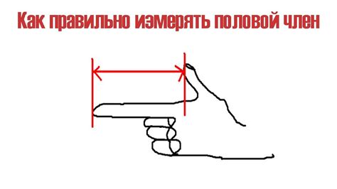 Как правильно измерить длину полового члена - YouTube