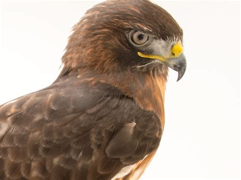 Red Tailed Hawk Face