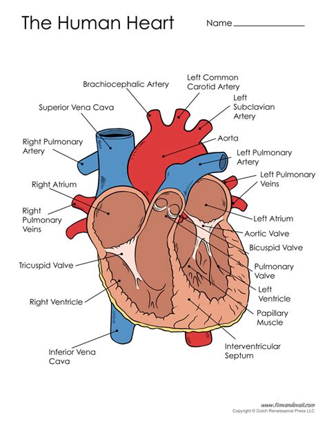 human-heart-diagram - Tim's Printables