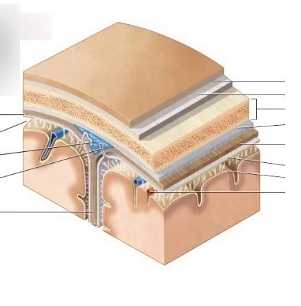 Layers of Brain Diagram | Quizlet