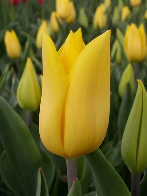 Strong Gold – Tulipgarden