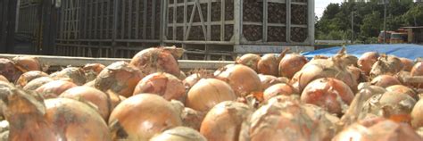 Sapporo Onion - Arca del Gusto - Slow Food Foundation