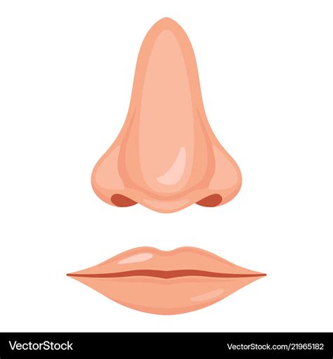 Human nose and mouth Royalty Free Vector Image