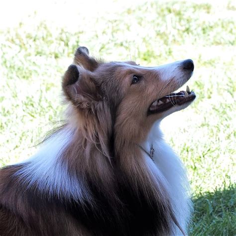 Shetland Sheepdog - CannibalRabbit.com