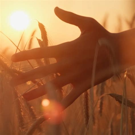 celebrating burns night  glenlivet