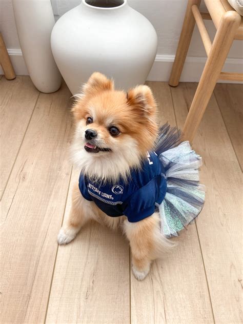 The Cutest Dog Cheerleader Costume - traditionallycozy.com