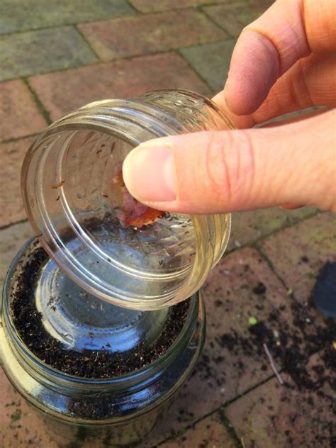 DIY Ant Farm – Our Beautifully Messy House