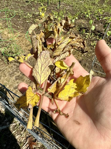How To Control Tomato Blight Naturally - Heirloom Grown