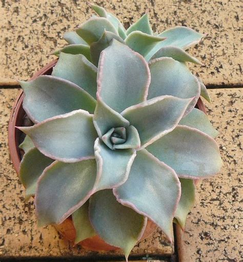 Echeverias in Oz Echeveria