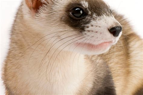 is it normal ferret scared cheap 4
