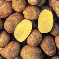 main crop potatoes  varieties     greenupside