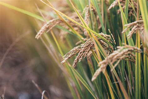 padi  padi foto stok  gambar  alam alamiah