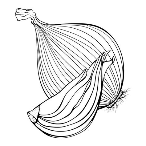 sliced onions vector illustration onion cut