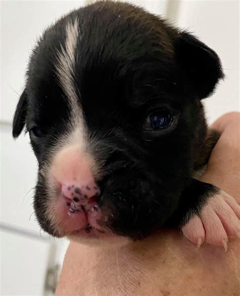 CJOnline: Recent Mugshots and Arrests in Topeka 3