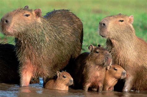 Capivara É Diurno Ou Noturno - Fauna - Capivara - RURALTECTV