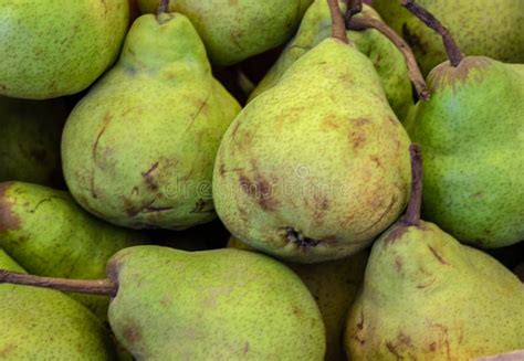 fresh organic pear  farm close    angle stock photo