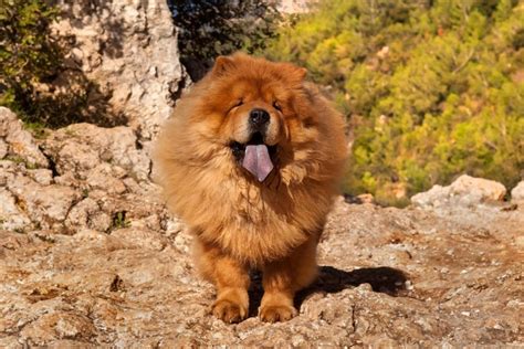 Chow chow - Origines, caractéristiques, caractère et photos