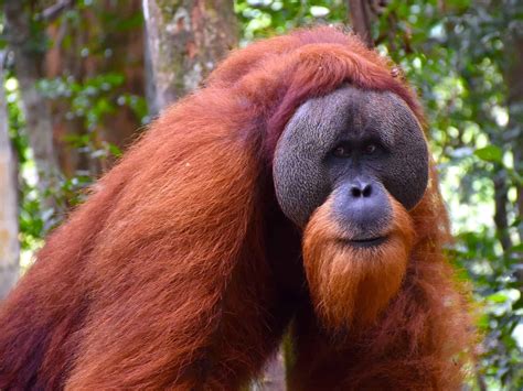 10 Hewan Paling Terancam Punah di Dunia, Banyak dari Indonesia!