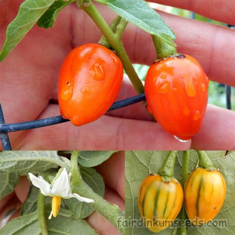 Striped Togo Red Eggplant Solanum Melongena Seeds | Fair Dinkum Seeds