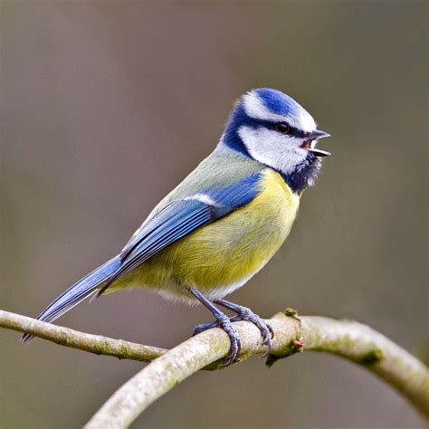 PETER'S PORTFOLIO..............Bird & Wildlife Photography: Blue Tit
