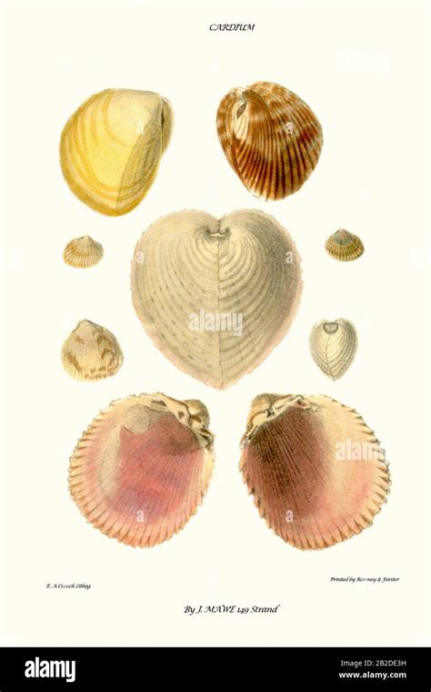 cockle conchology  res stock photography  images alamy