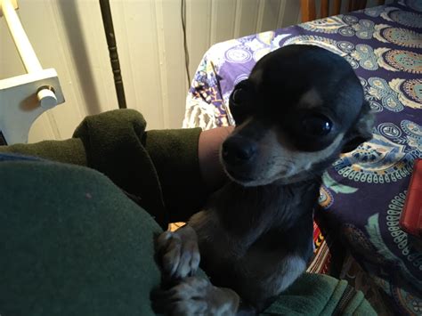 New memorial services are being announced in the Wiarton obituaries 13