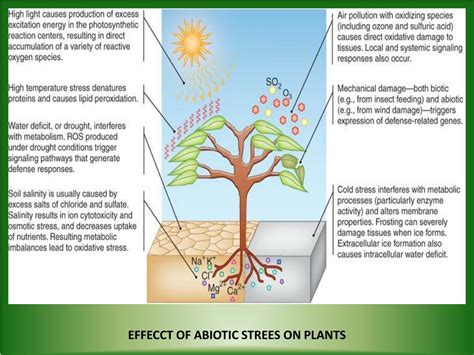 PPT - Transgenic Approaches For Abiotic Stress Tolerance In Plants ... 