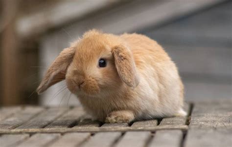 mini lop rabbits cost  price update hepper
