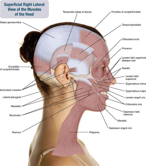 9. Muscles of the Head | Musculoskeletal Key | Head muscles, Muscle, Muscles of facial expression