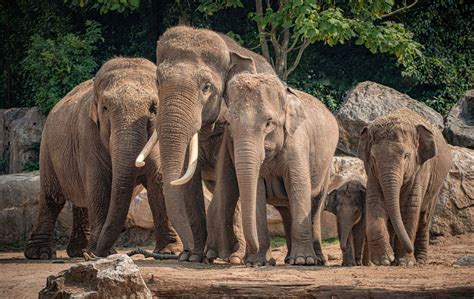 chester zoo calls  runners     charity    save
