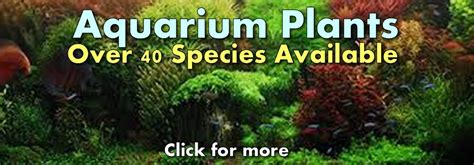 aquarium-plant-species | RFI