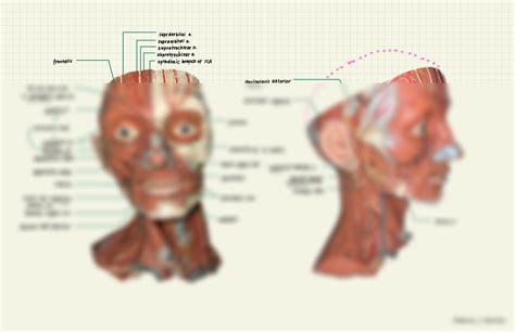 solution anatomy   face practicals cadaver studypool